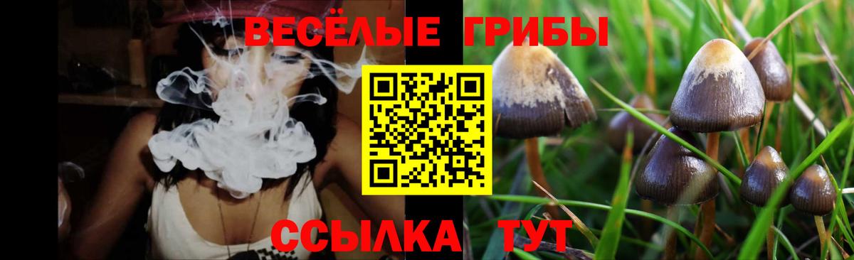 Псилоцибиновые грибы Psilocybine cubensis Дедовск